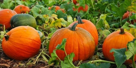 Kako posaditi bundevu u otvoreno tlo sa sjemenkama
